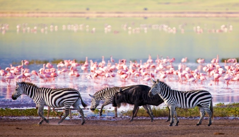 Thumb Nail Image: 6 10 Interesting Facts About Serengeti National Park