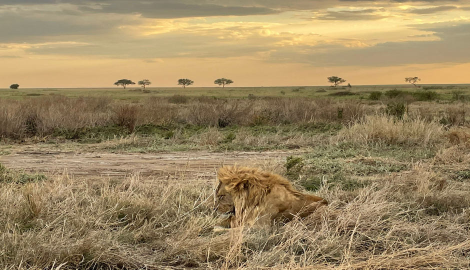 Thumb Nail Image: 4 Capturing the Wonders: Unveiling the Best Luxury Tanzania Safari Packages for Photography Enthusiasts in Serengeti National Park