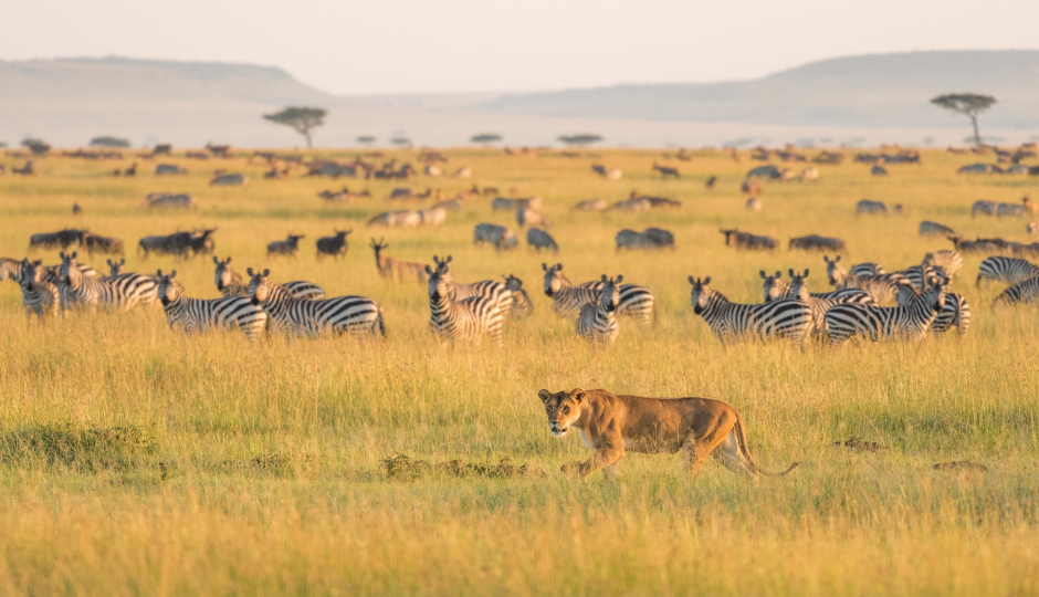 Image Post for The Best Time for Safari in Tanzania: Unlocking Nature's Spectacle