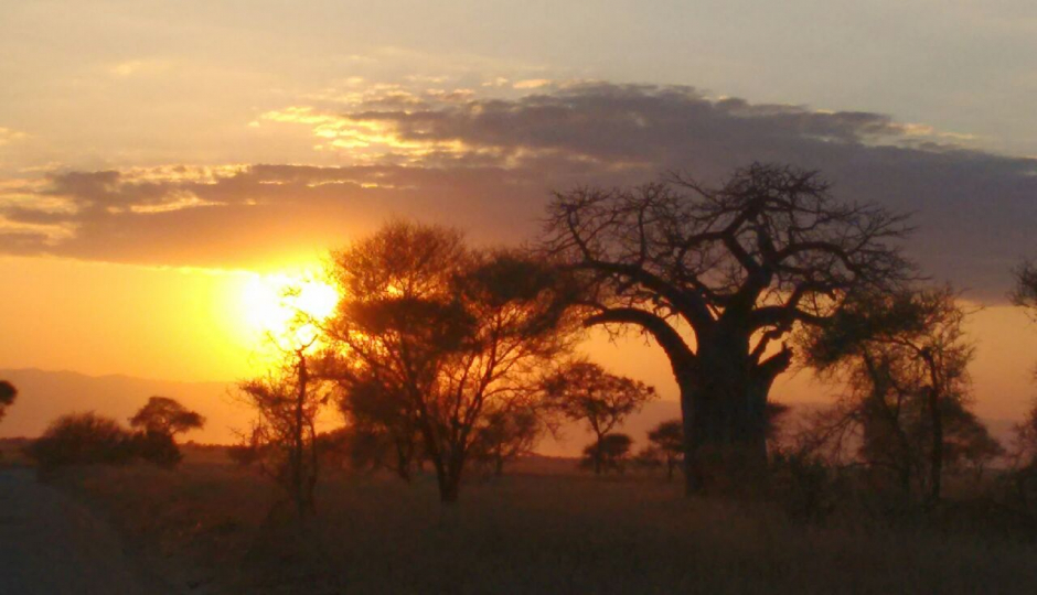 Thumb Nail Image: 1 Capturing the Wonders: Unveiling the Best Luxury Tanzania Safari Packages for Photography Enthusiasts in Serengeti National Park