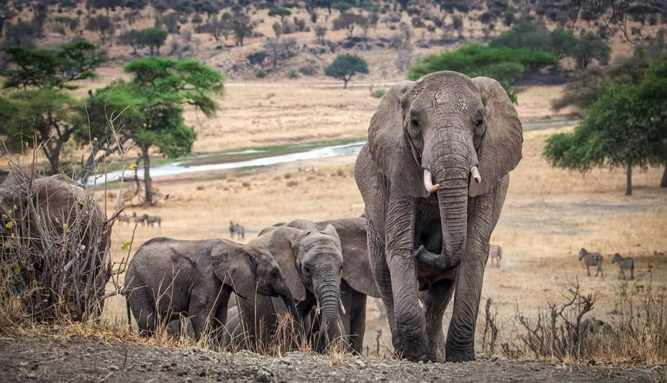 Thumb Image No: 2 10 Days Ngorongoro Highlands & Zanzibar Experience