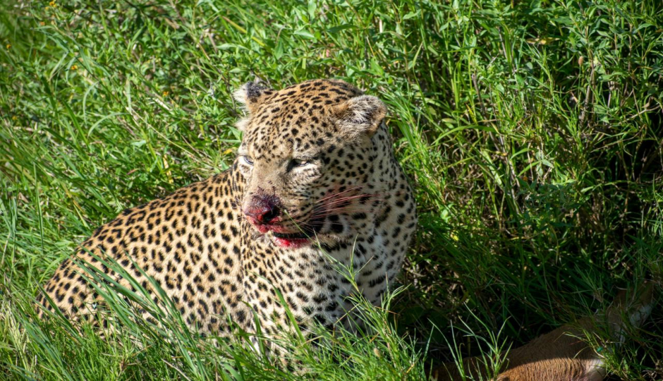 Actual image number 13 for slideshow images, displaying 33 tanzania safari images