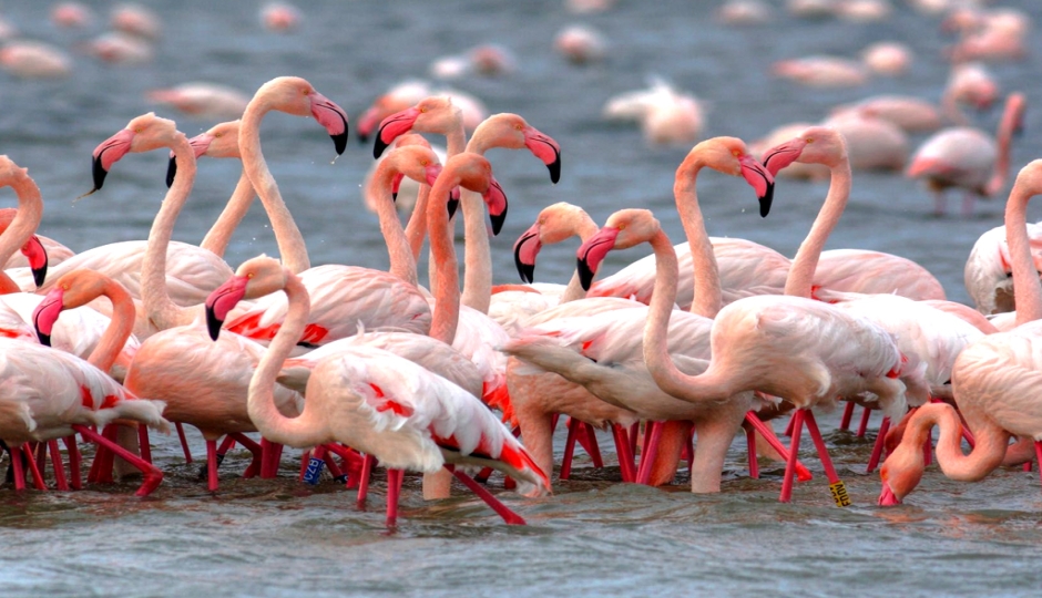 Image related to Ngorongoro Crater in One Day – Is It Enough?