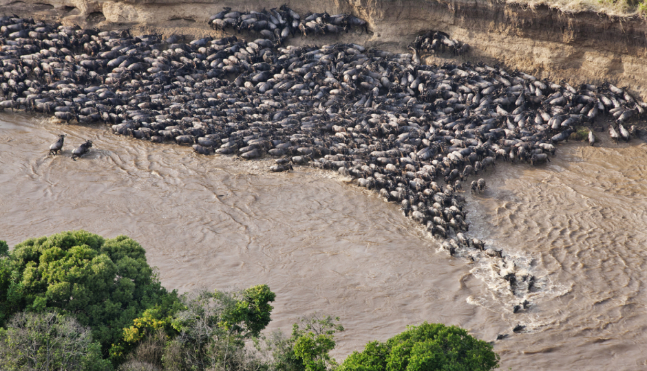 Thumb Nail Image: 3 Experiencing the Magic of Tanzania Safari Holidays: A Journey of Wonder and Adventure