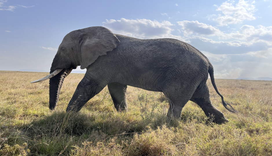 Image related to What is a Reasonable Tanzania Safari Itinerary?
