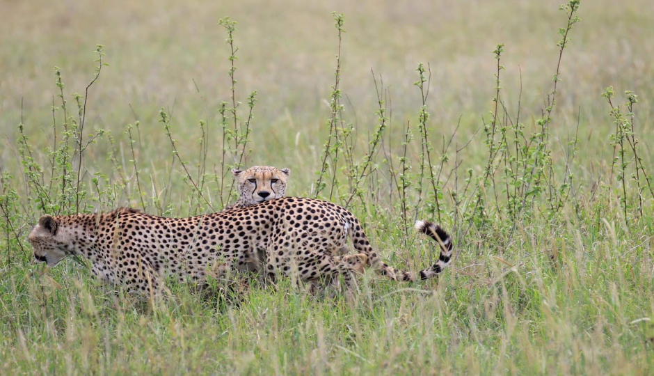 Thumb Nail Image: 5 The Story of Friends Gathered Sharing a Dream to Embark on Epic African Safari