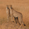 Thumb Image No: 3  6 Days Affordable Adventure Serengeti Safari