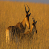 Blog post Embark on the Ultimate African Adventure: Exploring Tanzania's Wildlife with Lindo Travel & Tours Title