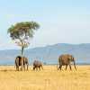 Thumb Nail Image: 3 Travel Tips for an Unforgettable Tanzania Safari and Beach Holiday