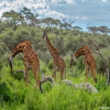 Thumb Nail Image: 2 Unveiling the Best Safari in Tanzania