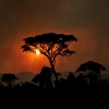 Blog post Why a Guided Safari Still Beats Self-Drive: Stories From the Bush Title