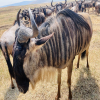 Blog post What is the Best Experience Not to Miss in a Tanzania Safari? Title