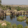 Thumb Image No: 1 5 Days Best Tanzania Safari Itinerary