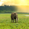 Thumb Image No: 1 8 Days Best Tanzania Safari in Arusha