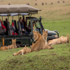 Thumb Image No: 2 3 Days Tanzania Safari Adventures
