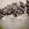 Thumb Nail Image: 2 Witnessing the Spectacle: The Best Time to See the Great Wildebeest Migration in Tanzania