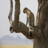 Thumb Image 3 Embark on a Thrilling Big Five Safari in Tanzania with Lindo Travel & Tours