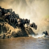 Best Time to Visit Serengeti for the Great Migration