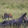 Blog post Must-have items for a Tanzania lodge Safari Title