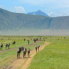 Blog post Tanzania Safari Packages: Embark on a Journey of Discovery and Wonder Title