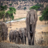 Thumb Image No: 2 10 Days Ngorongoro Highlands & Zanzibar Experience
