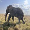 Blog post What is a Reasonable Tanzania Safari Itinerary? Title