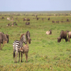 Thumb Nail Image: 4 The Story of Tanzania Safari with A Seasoned Maasai Guide