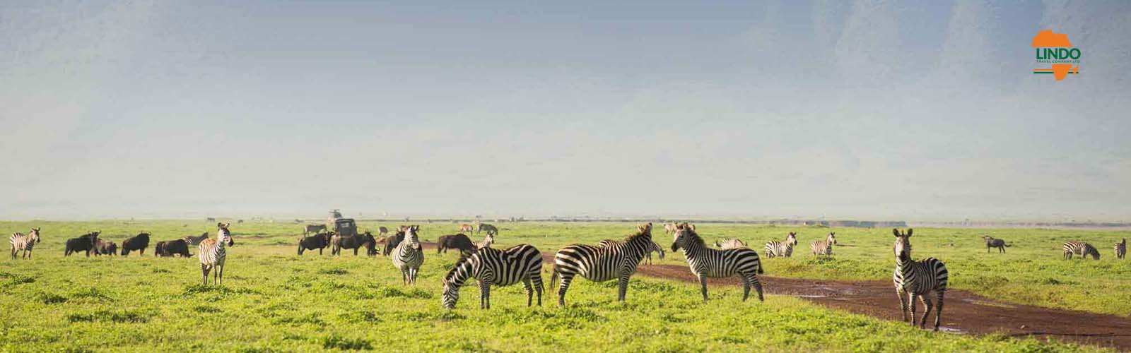 Embark on the Safari of a Lifetime: Discover Tanzania's Untamed Beauty!