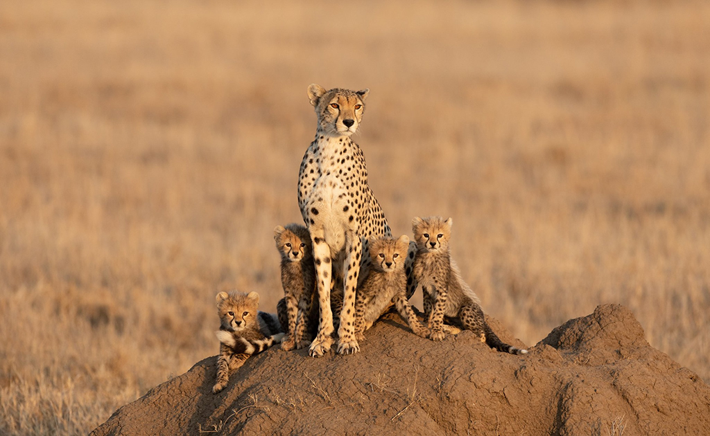 Tanzania Safari Types