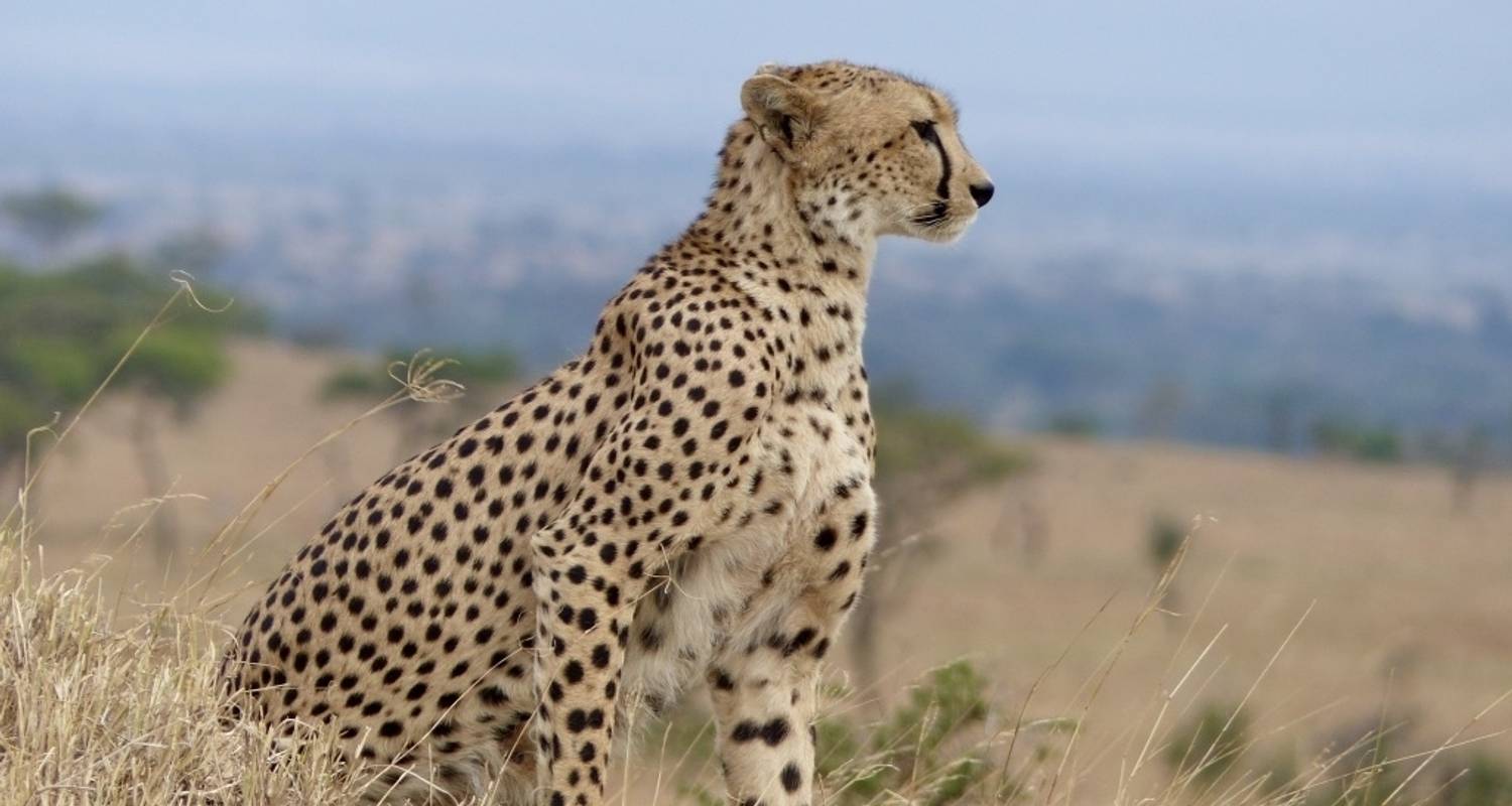 Tanzania Safari Planning Guide