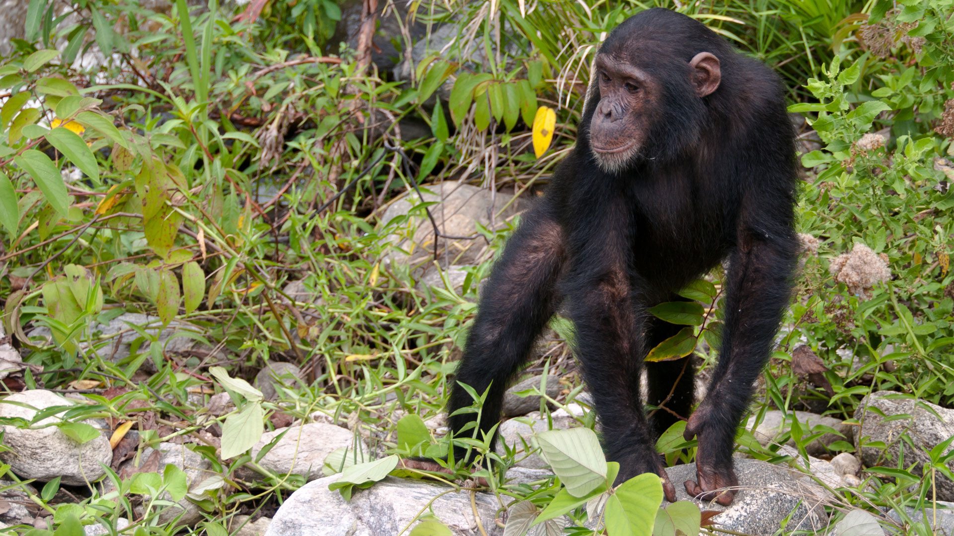 Tanzania National Parks