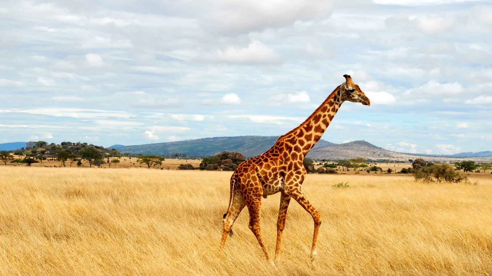 Trot Past The Curious Residents Of The Famed Serengeti Giraffe – Tanzania Safari with Lindo Travel & Tours