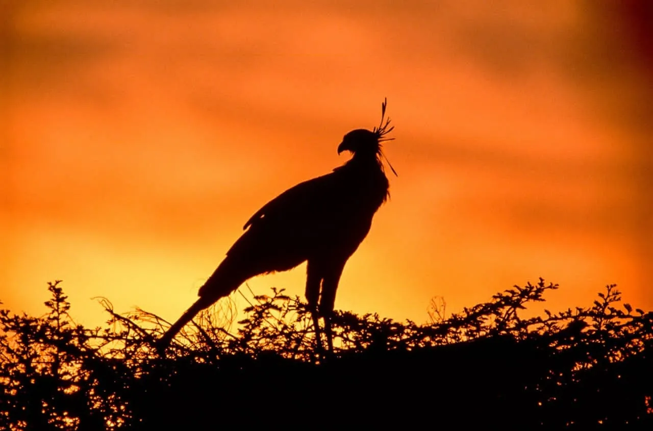 Bird Dark – Tanzania Safari with Lindo Travel & Tours