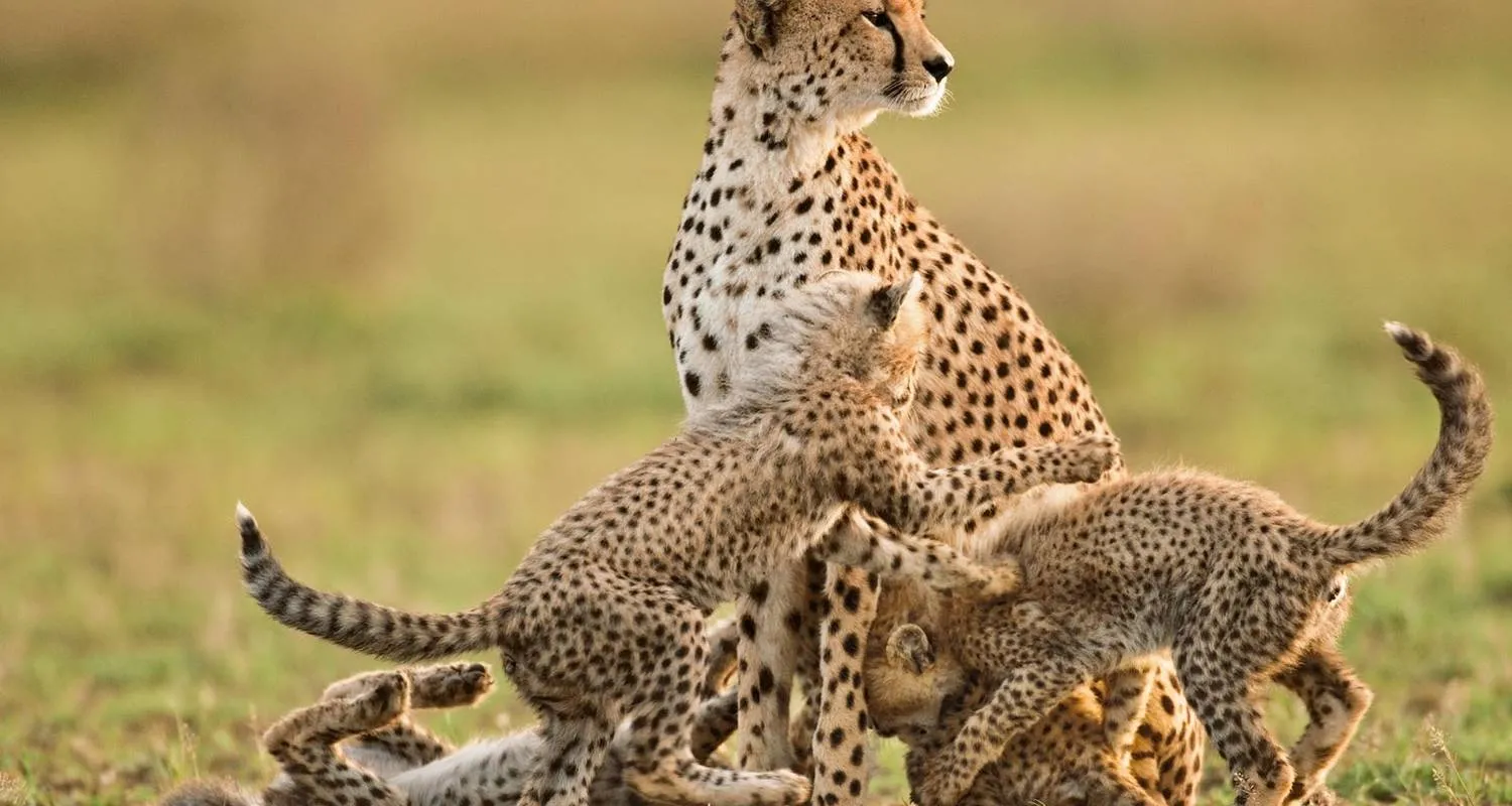 Cheetah Cubs – Tanzania Safari with Lindo Travel & Tours