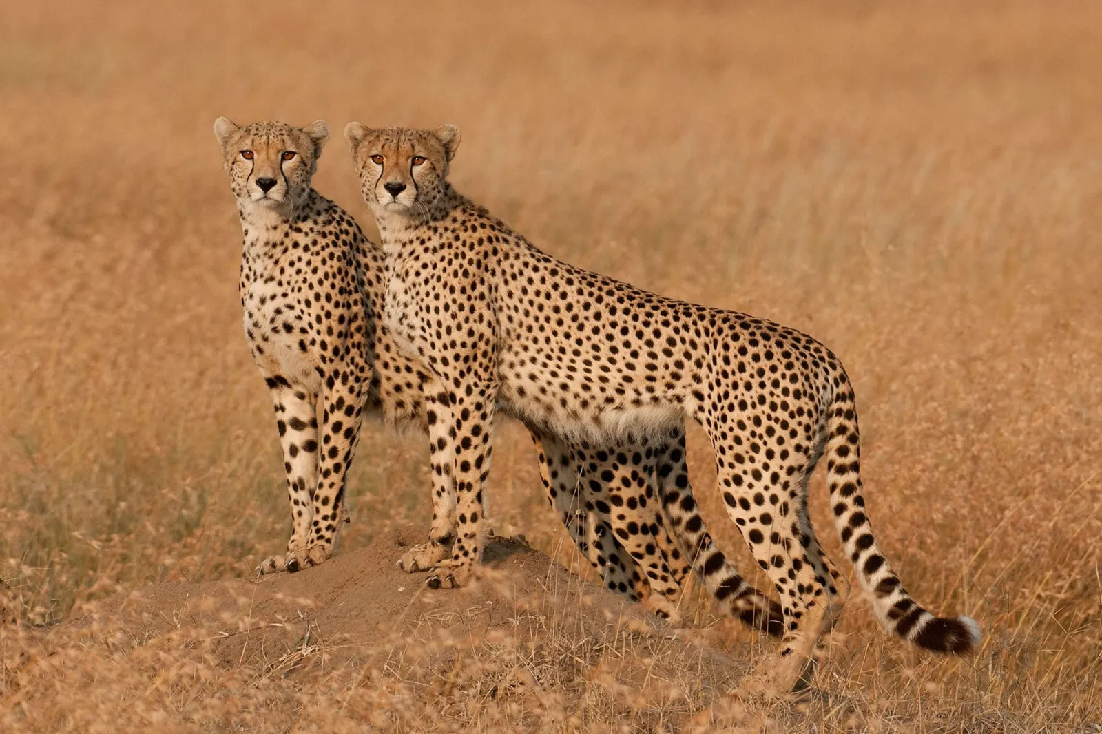 Cheetahbrothers – Tanzania Safari with Lindo Travel & Tours