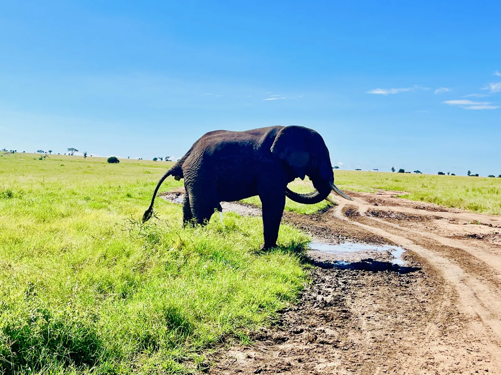 Elephant – Tanzania Safari with Lindo Travel & Tours