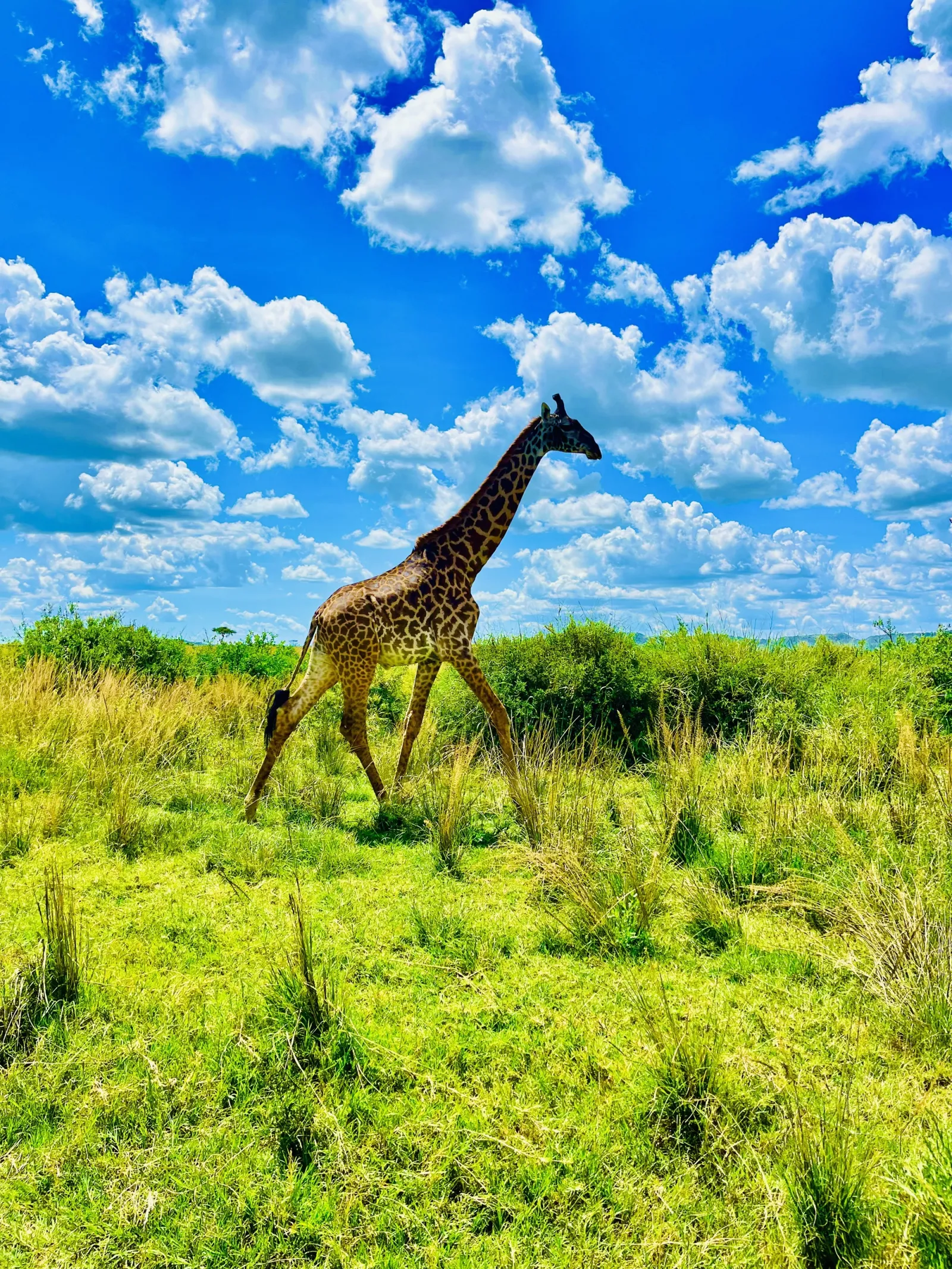 Giraffe – Tanzania Safari with Lindo Travel & Tours