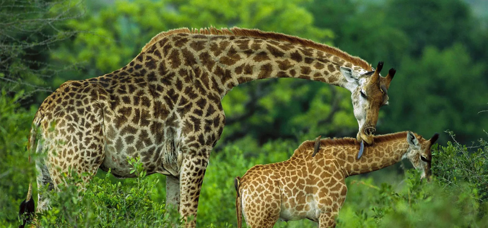 Giraffearusha – Tanzania Safari with Lindo Travel & Tours