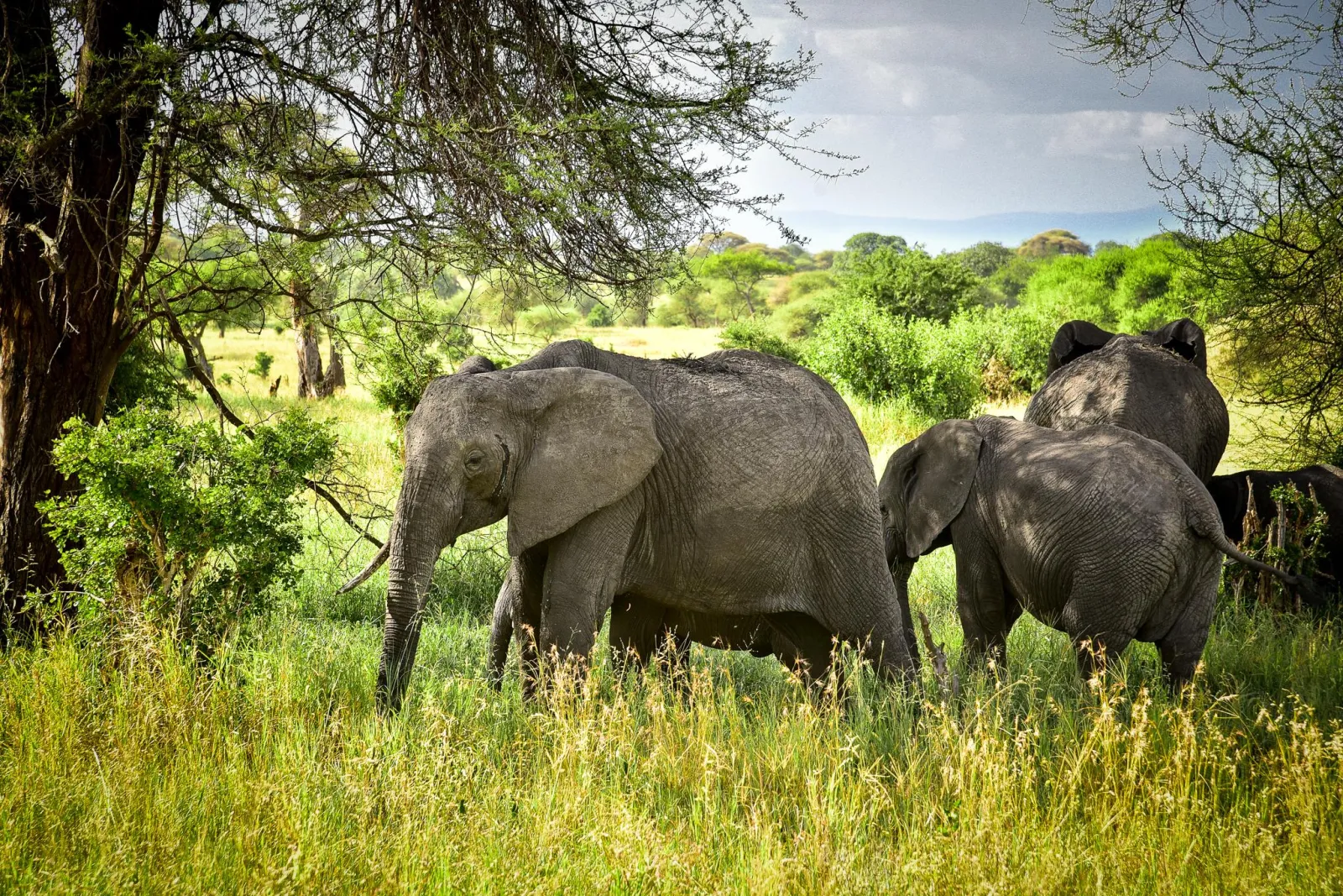 Tarangire National Park – Tanzania Safari with Lindo Travel & Tours