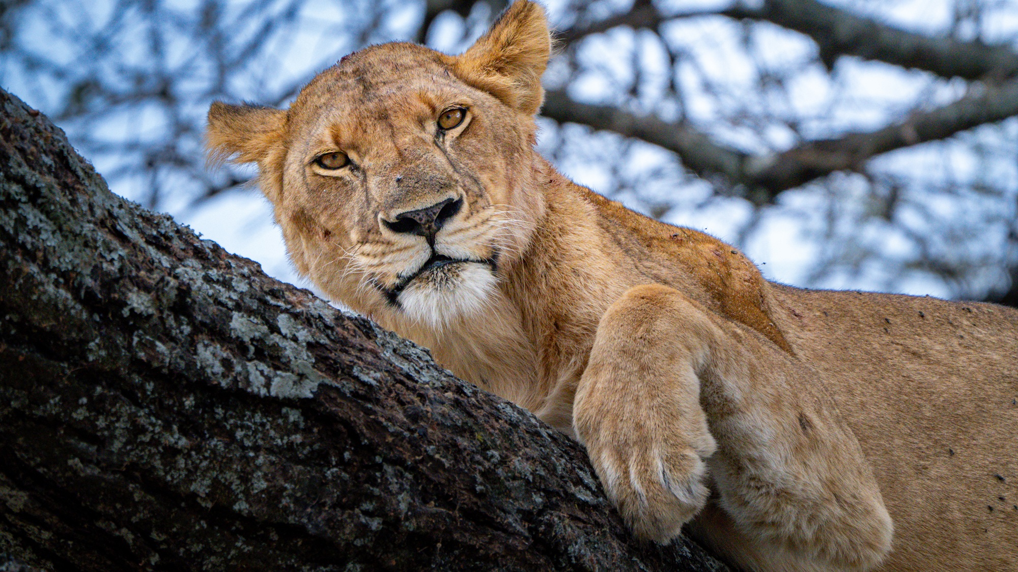 Tanzania safari with Lindo Travel & Tours