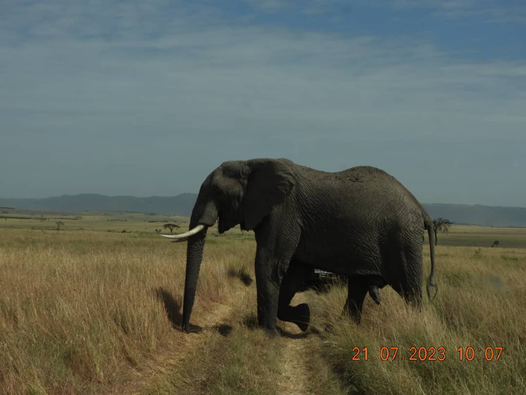 SlideShow Image Number 8 all for Tanzania Safaris images.