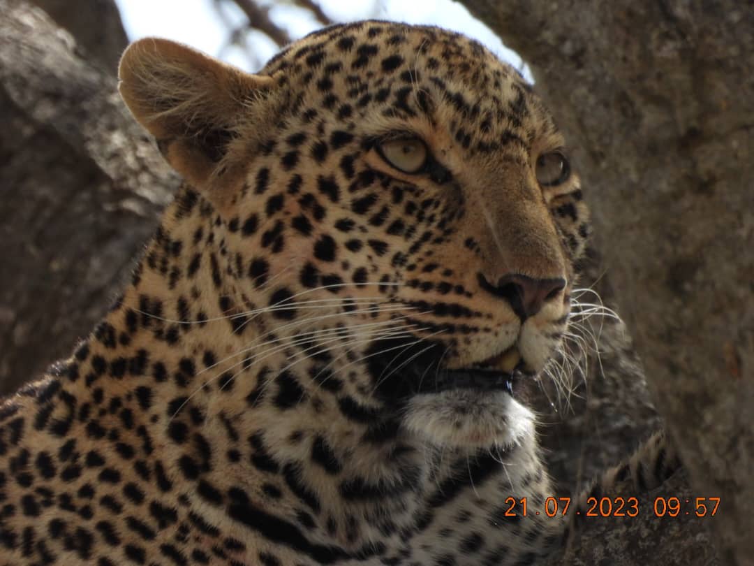 SlideShow Image Number 2 all for Tanzania Safaris images.