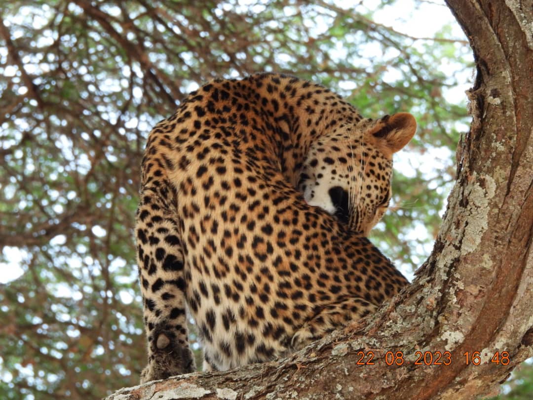 SlideShow Image Number 10 all for Tanzania Safaris images.