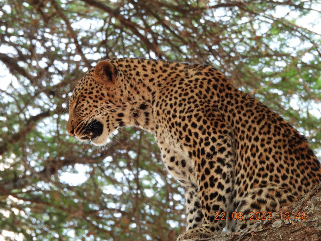 SlideShow Image Number 7 all for Tanzania Safaris images.