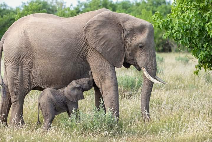 SlideShow Image Number 9 all for Tanzania Safaris images.