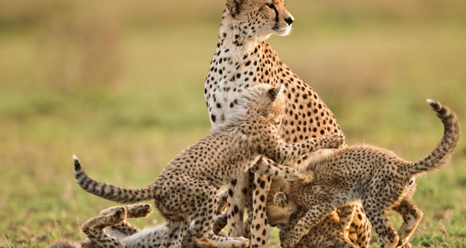 SlideShow Image Number 20 all for Tanzania Safaris images.