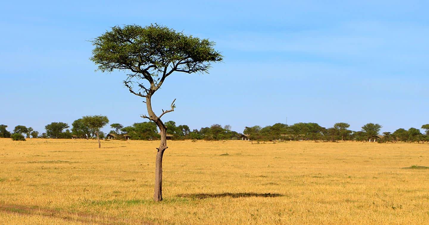 SlideShow Image Number 14 all for Tanzania Safaris images.