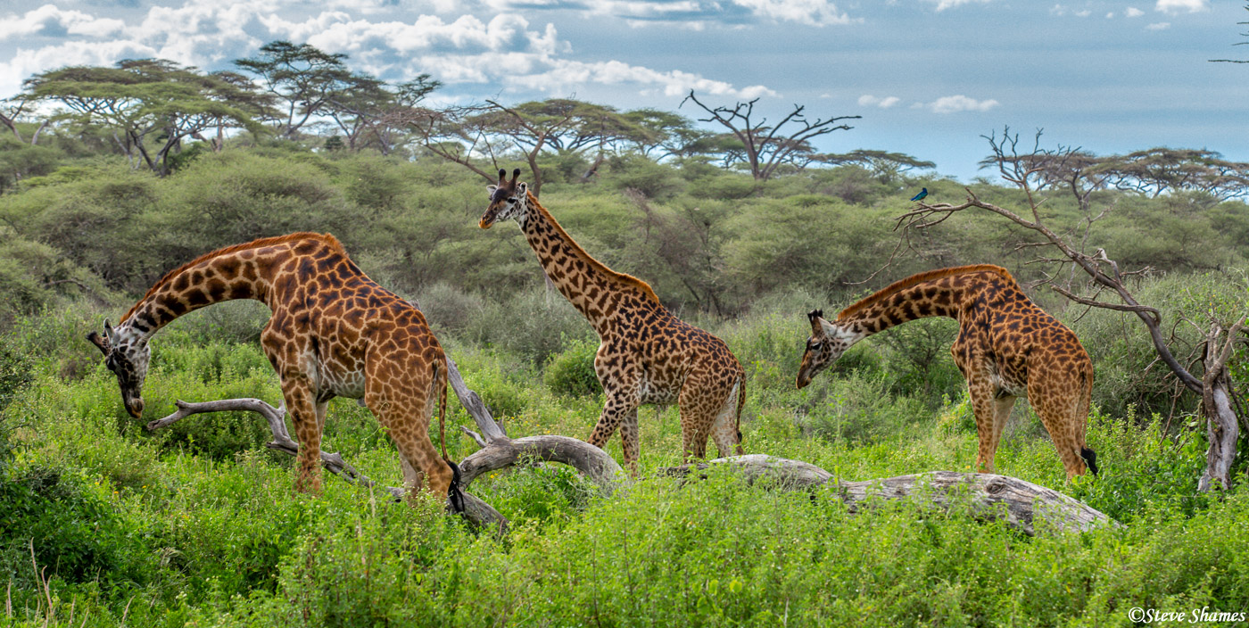 SlideShow Image Number 4 all for Tanzania Safaris images.