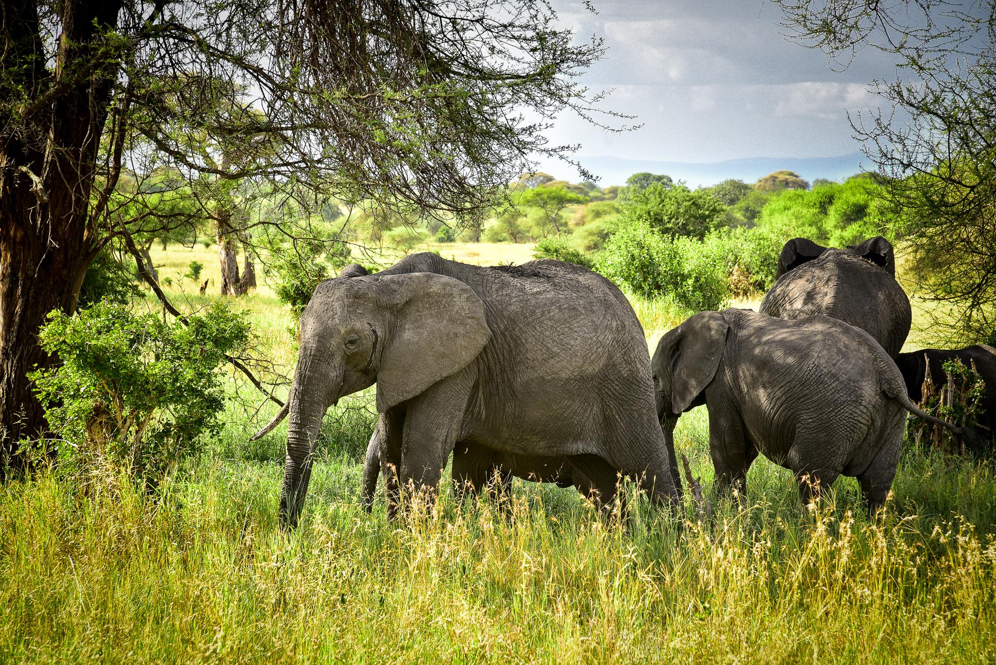 SlideShow Image Number 3 all for Tanzania Safaris images.