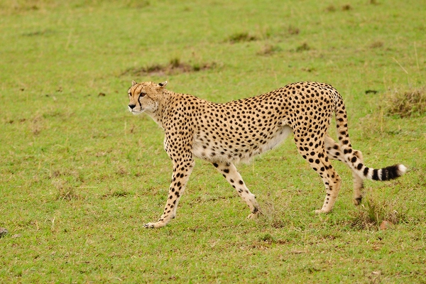 Image Slider No: 3 5 Days Tanzania Lodge Safari: Tarangire, Serengeti, and Ngorongoro